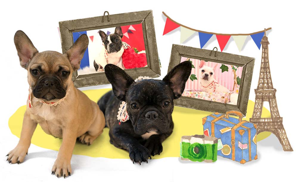 子犬販売コンテンツ